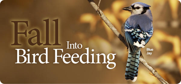 Fall Into Bird Feeding